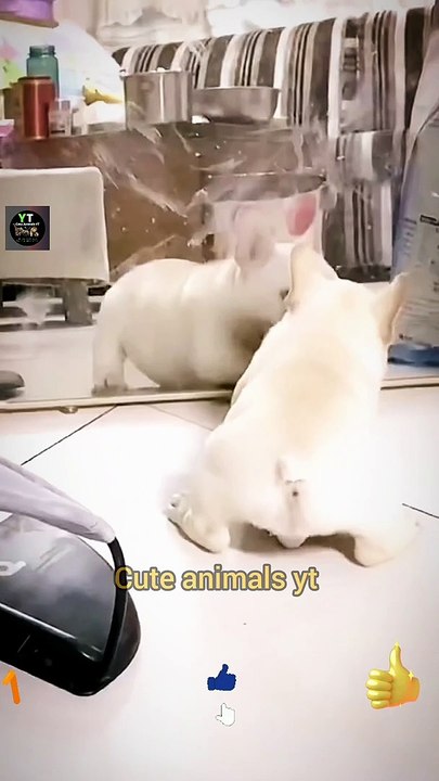 Funny Dogie Short Video |  Funny Animal Video 2022 | Mirror Prank Funny Dog | Cute Animals Yt