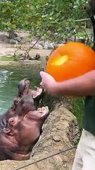 Hungry Hippos Enjoy Pumpkin Treats