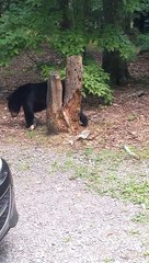 Chill Bear Searches for a Meal
