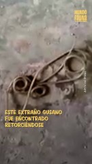 Gusano gordiano, esta extraña especie de parásito fue encontrada en hogar de Birmania