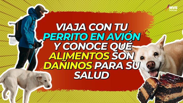 ¡Cuidado! Estos alimentos están prohibidos para tu perro