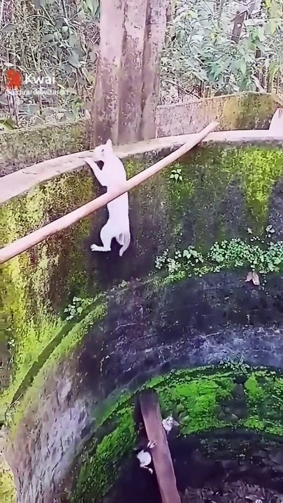 Cats jumps over the dig