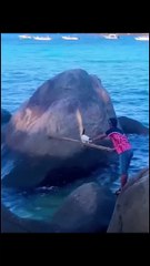Young boy saved a cat from the sea