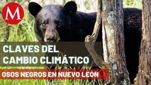 Sequía en NL incrementó avistamiento de osos negros que buscan comida | Claves del Cambio Climático