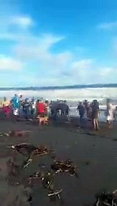 Rescate Delfín