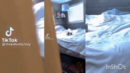 khaby lame vs cat's #respect #cat #khabylame