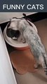 Funny cat pets - Viral 2022 new videos