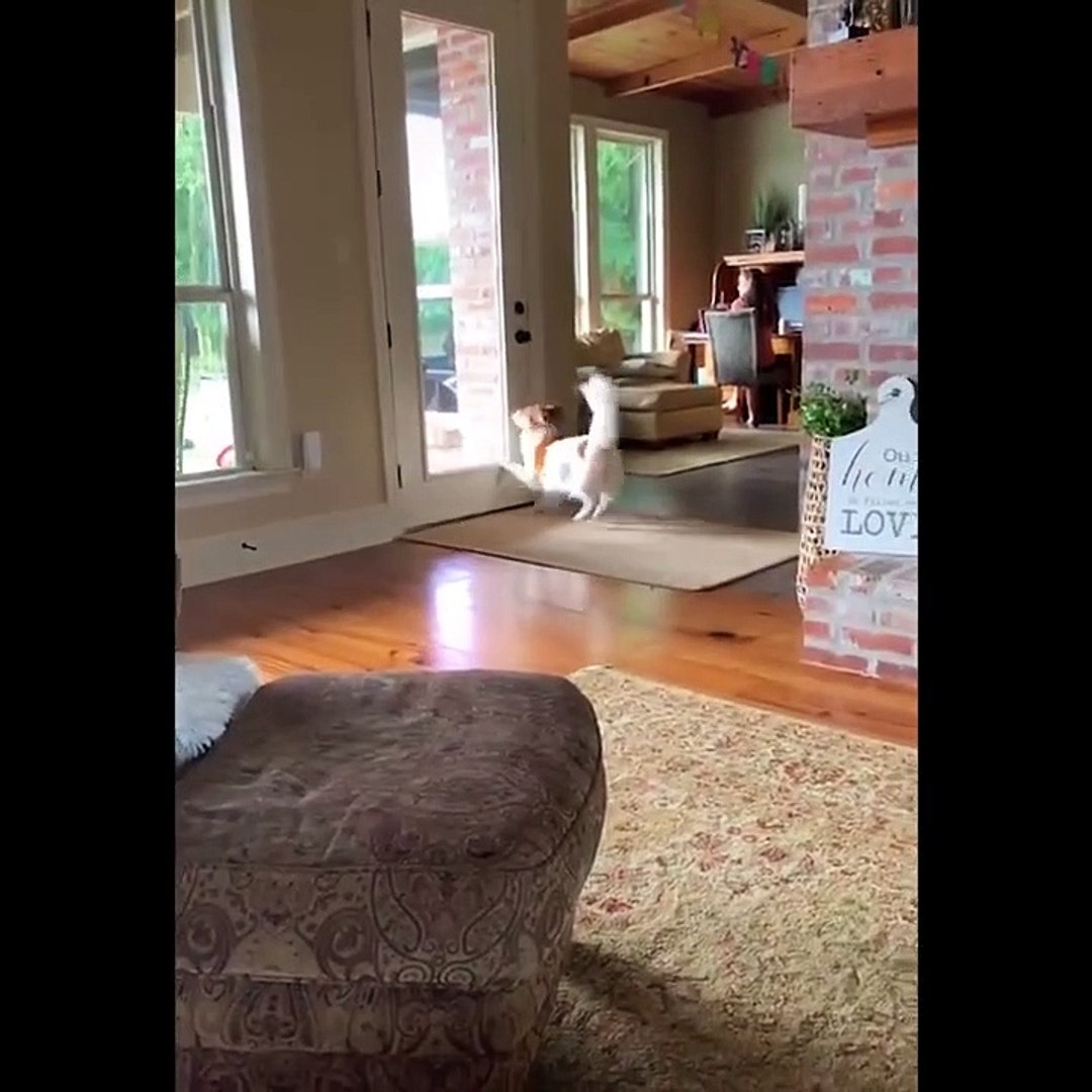 ⁣Funniest Animals  - Awesome Funny Animals' Life Videos  - Cutest Animals Ever