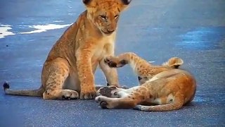 Little Lion Fighting Videos 2022 | Baby Lion Animals | Wow Amazing Animal | Cute Animals Yt