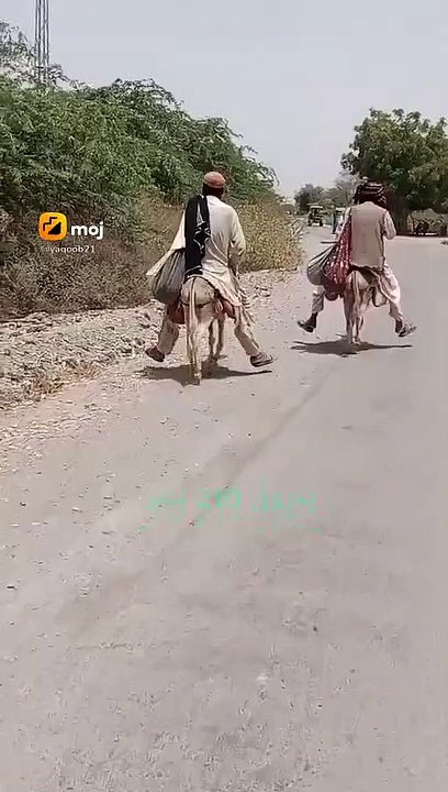 Funny videos