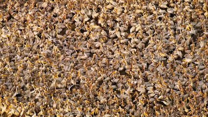 Legacy, notre héritage Bande-annonce (EN)