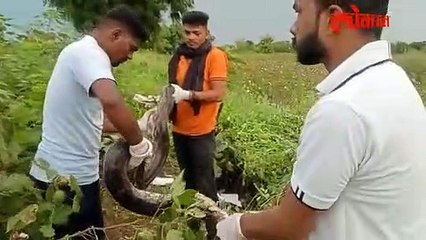 शेतात भला मोठा अजगर! शेतकऱ्यांना फुटला घाम