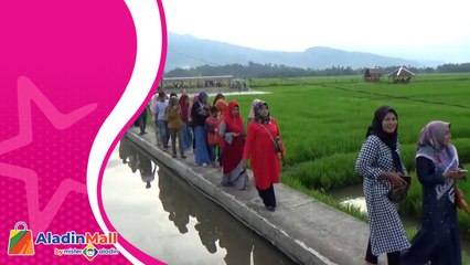 Wisata Sawah Solok, Sensasi Menikmati Alam yang Asri