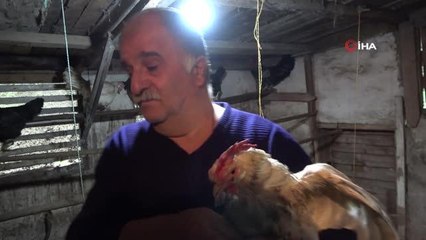 Kümese giren sokak köpekleri 17 tavuğu telef etti