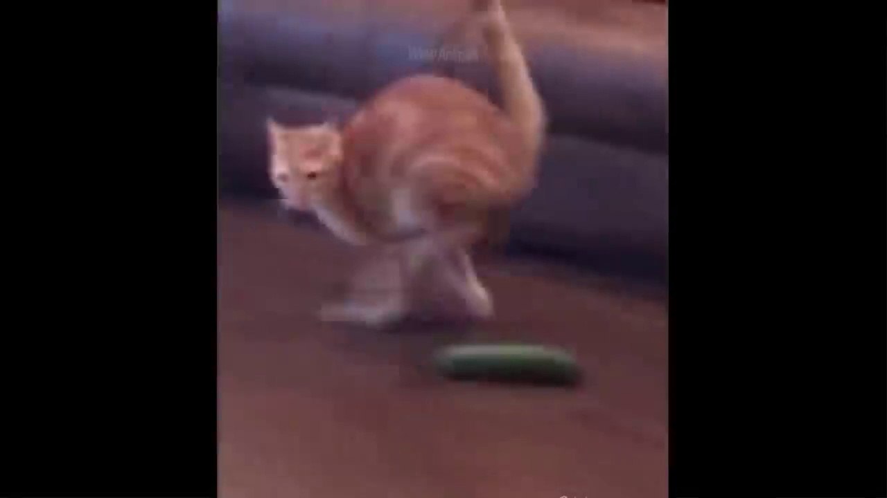 Funniest Videos Animals World #1