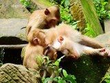 Baby monkeys are cute animals that pay attention to the care of the mother monkey
