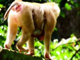 The story of monkeys is born in a forest where monkeys live together in peace and happiness