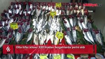 Çanakkale’de olta lüferin kilosu 320 liradan tezgahlarda