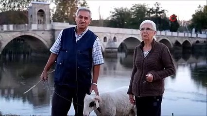"Evladımız" dedikleri kuzu yaşlı çiftin can dostu oldu