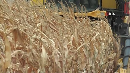 Eskişehir haber: Eskişehir'de mısır verimi yüz güldürdü