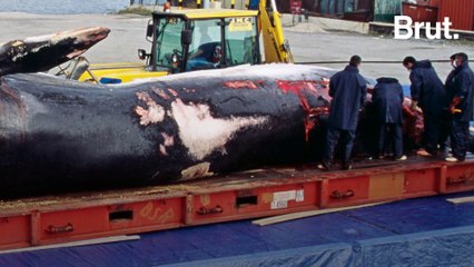 Plus de 3500 collisions entre cétacés et bateaux par an