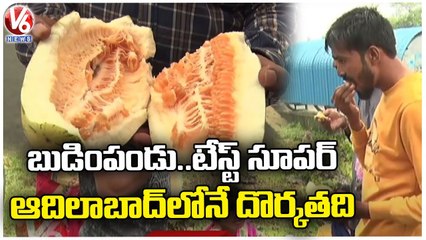 Budim Pandu Special Story : It Available in Adilabad Only And Annual Fruit | V6 News