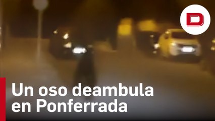 Avistan a un oso deambulando por las calles de Ponferrada