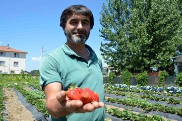 Kütahya yerel: Tavşanlı'nın Kuruçay beldesinde çilek üretimi yaygınlaşıyor