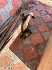 Son dakika haberleri | Mersin'de köpek ve kedileri zehirleyen şahıs gözaltına alındı