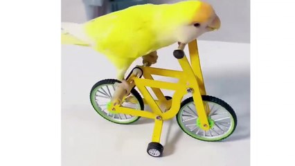 Funny So Cute Amazing Little Birds Videos 2022.