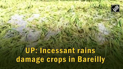 UP: Incessant rains damage crops in Bareilly
