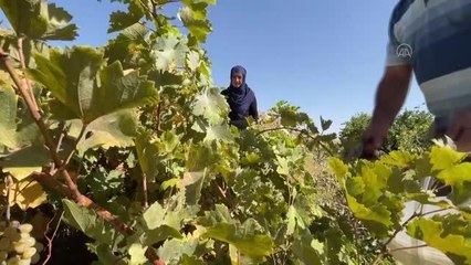 Yöreye özgü lezzet "orcik" mesaisi başladı