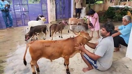 Punganur & Miniature Punganur Cows Below 2 Feet | Playing with each other..