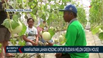 Warga Madiun Sukses Budidaya Melon Premium di Dalam Green House