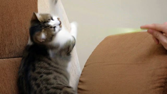 mixkit-pet-owner-playing-with-a-cute-cat-1779