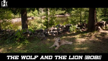 Girl Fell Into A Coma, The Wolf And The Lion Stayed By Her Side Using Their Bodies To Keep Her Warm!