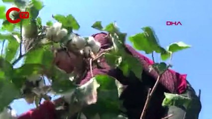 Gaziantep'te pamuk hasadı başladı