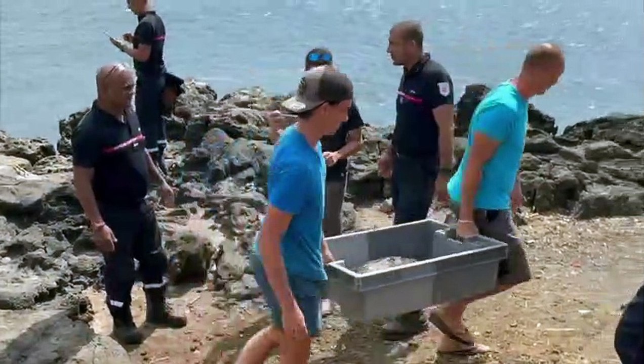 Le GRIMP au secours d'une tortue à Ravine blanche