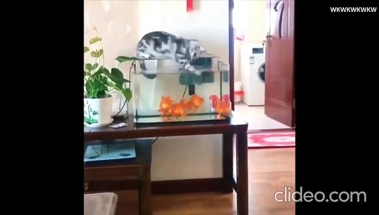 video lucu kucing #part1