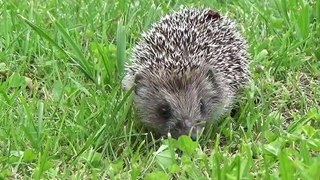 Cute Hedgehog Taking A Stroll | Hedgehog Searching its Food |#animalslover543 #shorts
