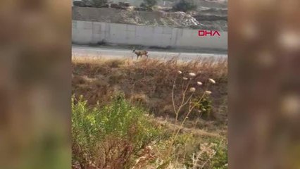 MANİSA'DA OKUL BAHÇESİNDE GÖRÜLEN GEYİK İÇİN EKİPLER ARAMA ÇALIŞMASI BAŞLATTI