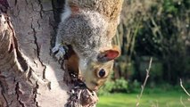 Squirrel stealing the food | Squirrel feeding | #animalslover543 #dailymotionshorts #shorts