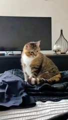 A cat that does not know its tail