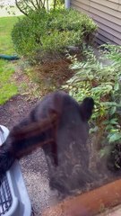 Black Bear Visits Family's Window Bird Feeder