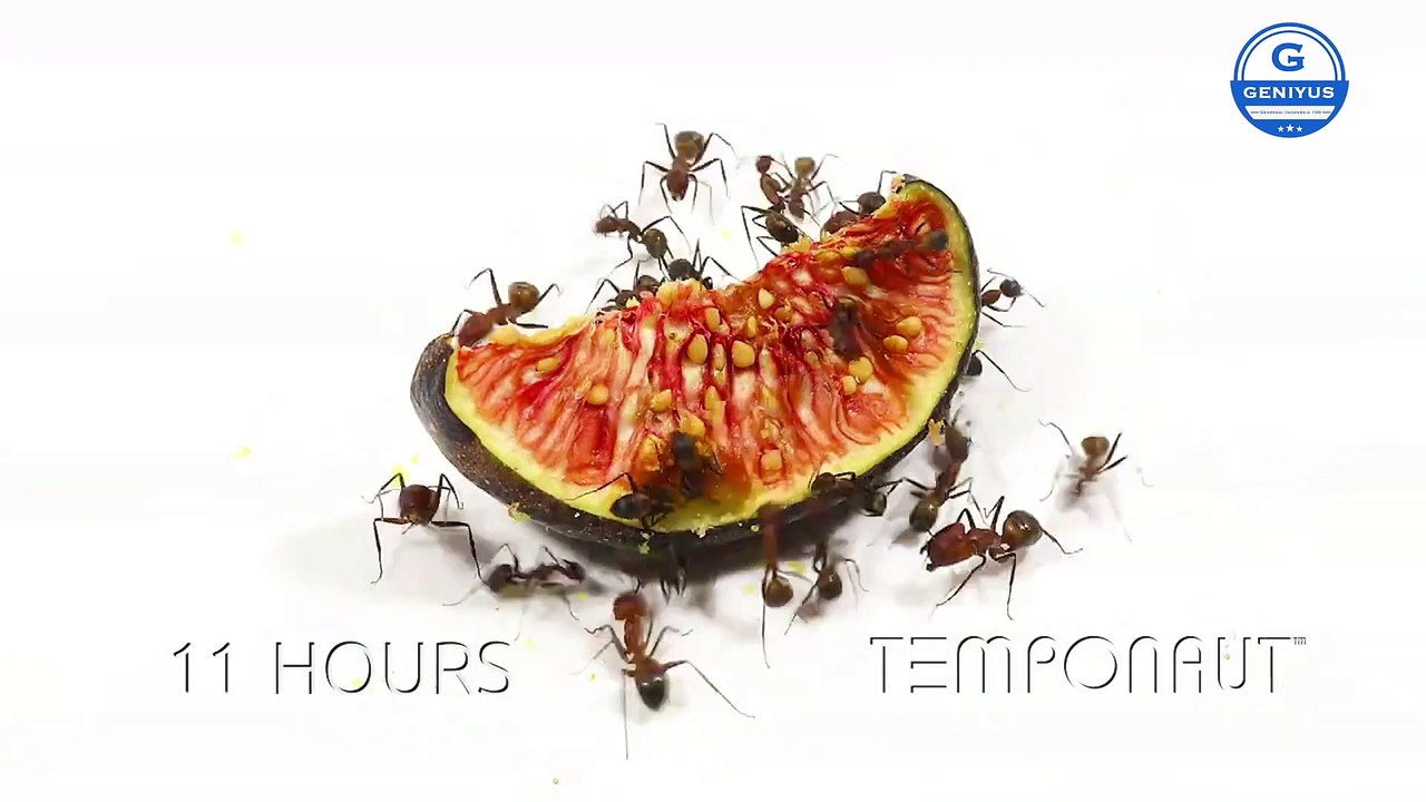 Ants vs Fig Time Lapse