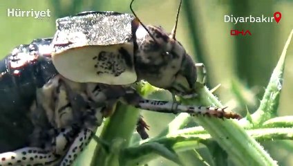 'Yamyam' tombul çekirge kendi türünü yerken görüntülendi