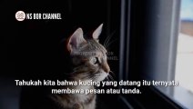 Jika Anda Didekati Kucing Ada 3 Pertanda ini Dari Allah