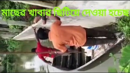 Catching  fishes from our village pond vlog