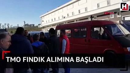 TMO fındık alımına başladı