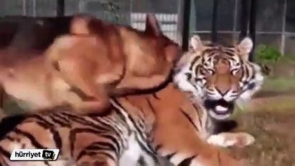 Kaplan ve köpeğin dostluğu